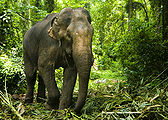 Indian-Elephant-1.jpg
