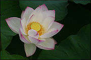 Lotus-3.jpg