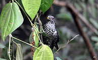 Indian-cuckoo.jpg