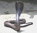 कोबरा सर्प Cobra Snake