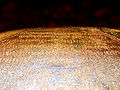 लोमश ऋषि गुफ़ा में स्थित शिलालेख