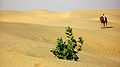 जैसलमेर रेगिस्तान का दृश्य