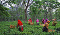 पालमपुर के बाग़ान में चाय की पत्तियाँ चुनती लड़कियाँ