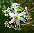 चिचिंडा का फूल