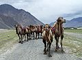 ऊंटों का झुंड, जम्मू और कश्मीर Camels herds, Jammu And Kashmir