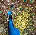 मोर Peacock