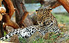 Leapord-Mysore-Zoo.jpg