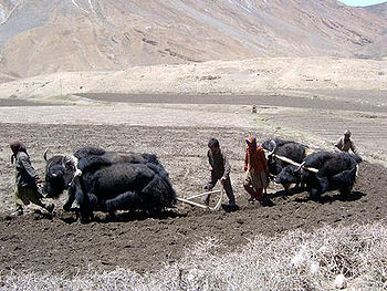 स्पीतियन जाति के लोग कृषि करते हुए