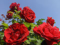 लाल गुलाब
