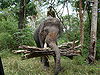 Elephant-5.jpg