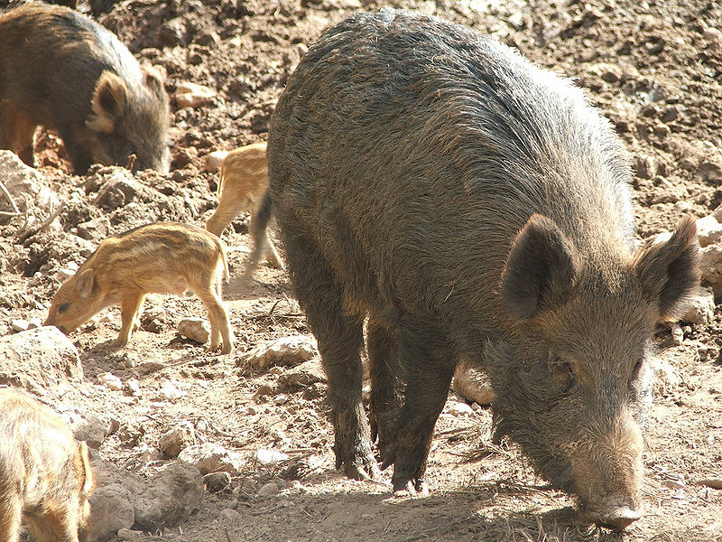 चित्र:Wild-Boar-1.jpg