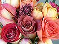 विभिन्न प्रकार के गुलाब के फूल