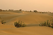 Thar desert.jpg