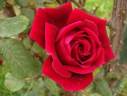 खूबसूरत लाल गुलाब