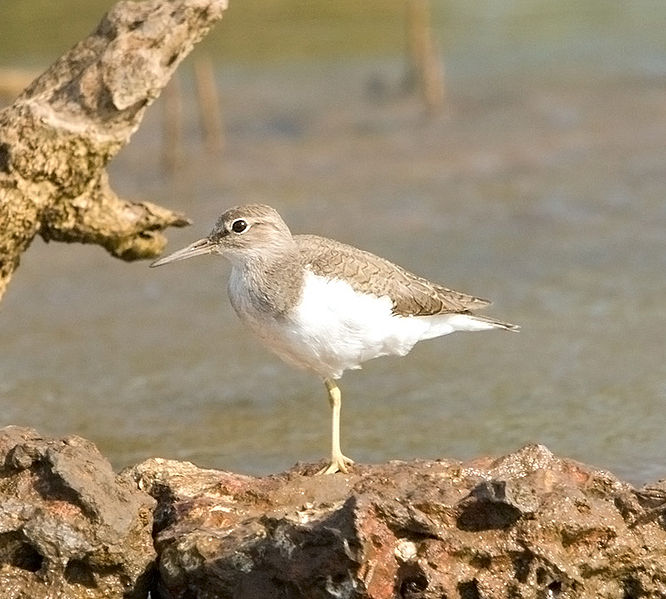 चित्र:Sandpipers-6.jpg
