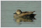 सांभर झील में गडवाल, जयपुर Gadwall In Sambhar Lake, Jaipur