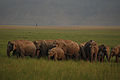 जंगली हाथियों का झुंड, जिम कोर्बेट राष्ट्रीय पार्क