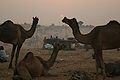 ऊँट मेला, पुष्कर Camel Fair, Pushkar