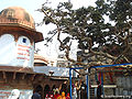 चीर घाट, वृन्दावन Cheer ghat, Vrindavan