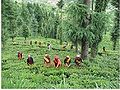 चम्पावत में चाय का बृक्षारोपण