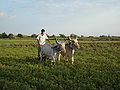 खेत की जुताई करता किसान, जूनागढ़, गुजरात