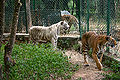 बाघ, वनेरघटा राष्ट्रीय उद्यान, कर्नाटक