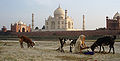 ताजमहल, आगरा Tajmahal, Agra