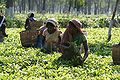 चाय के बाग़ान में काम करती महिलायें, अरुणाचल प्रदेश