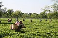 चाय के बाग़ान में काम करते कुछ लोग, अरुणाचल प्रदेश