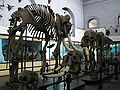 राष्ट्रीय संग्रहालय में रखे हाथी के कंकाल, कोलकाता