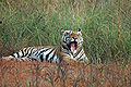 बाघ, कान्हा राष्ट्रीय उद्यान