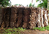 Chatai-Coconut-Kerala.jpg