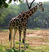 जिराफ़, राष्ट्रीय प्राणी उद्यान, दिल्ली
