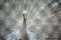 सफ़ेद मोर White Peacock