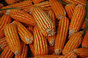 Maize.jpg