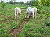 Indian-Farmer-Andhra-Pradesh.jpg