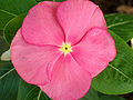 गुलाबी सदाबहार का फूल