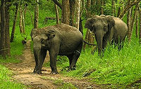 नागरहोल उद्यान में हाथी