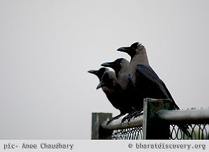 4-crow-meeting.jpg