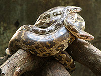 Python-Snake.jpg