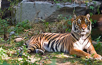 Tiger-1.jpg