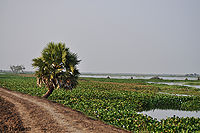 कोलेरू झील, आन्ध्र प्रदेश